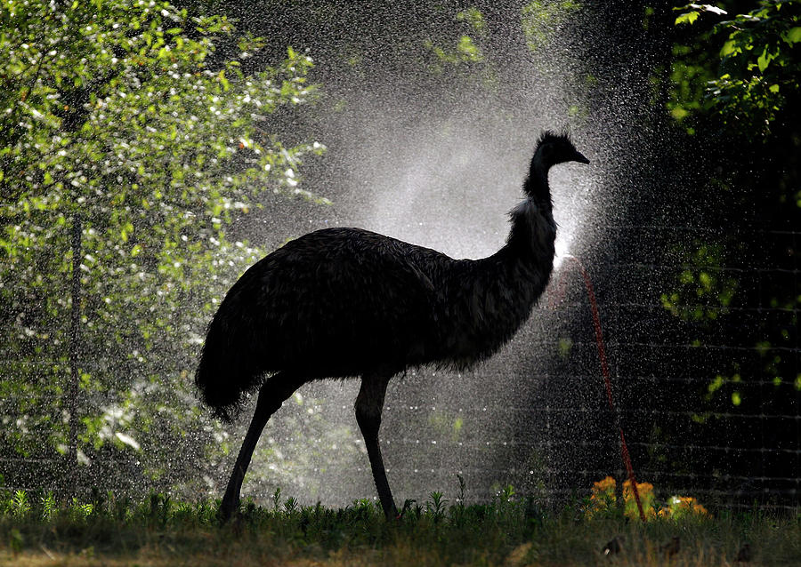Nature Photograph - An Emu Walks Thru a Mist of Water Set by Brian Snyder
