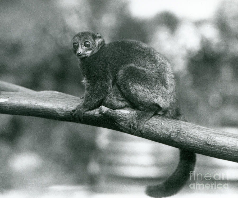 An Endangered Coquerels Giant Mouse Lemur/coquerels Dwarf Lemur/southern Giant Mouse Lemur, Resting On A Branch At London Zoo, October 1929 Photograph by Frederick William Bond An Endangered Coquerels Giant Mouse Lemur/coquerels Dwarf Lemur/southern Giant Mouse Lemur, Resting On A Branch At London Zoo, October 1929 Photograph by Frederick William Bond