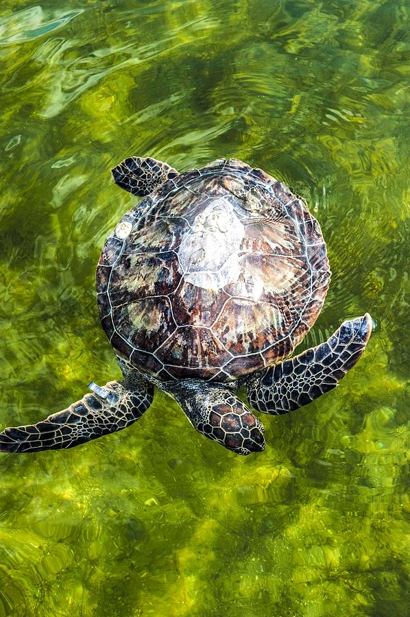 An endangered green sea turtle is released into the Mosquito Lagoon. Painting by Celestial Images