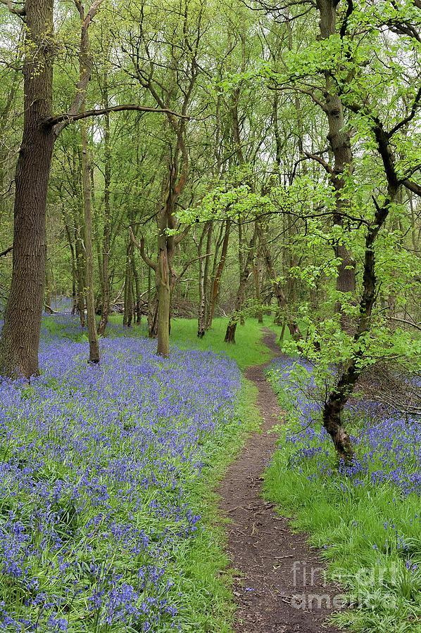 Spring Photograph - An English Bluebell Wood by John Edwards