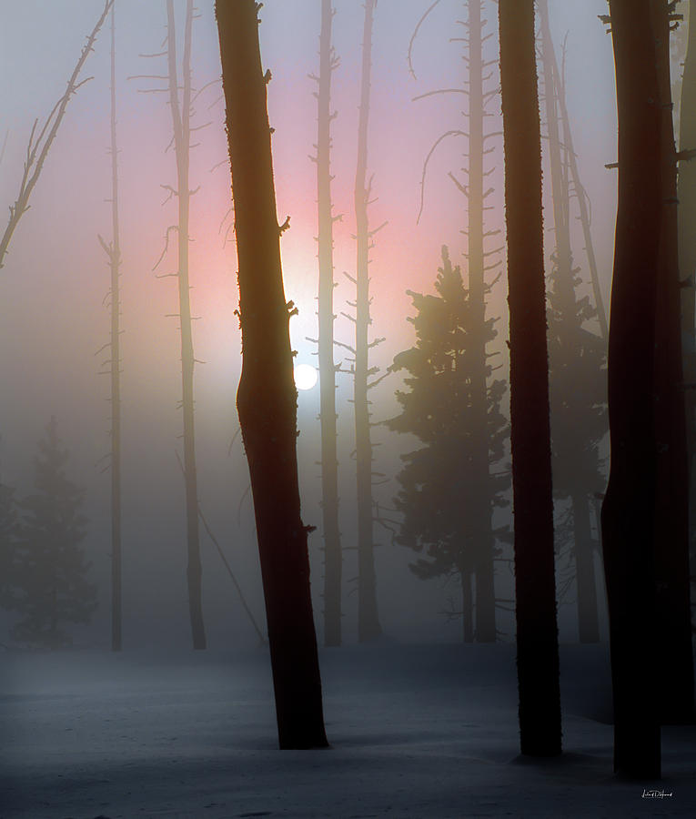 An Etheral Winter Forest Sunrise Photograph by Leland D Howard