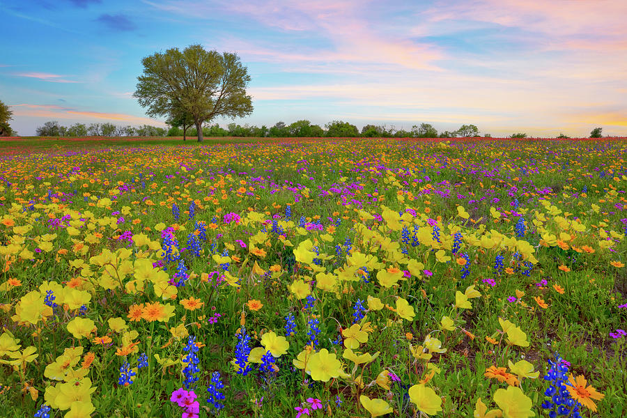 An Evening of Texas Wildflowers 3272 Photograph by Rob Greebon