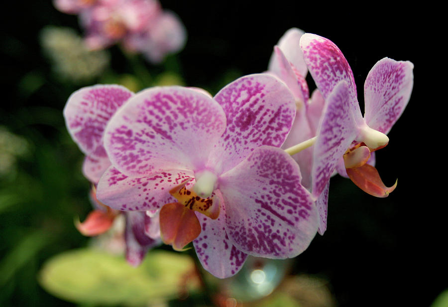 An Ever Spring Orchid is Displayed Photograph by Thomas Mukoya - Fine ...