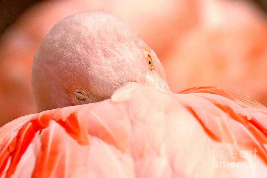 An Eye In The Pink Photograph by Adam Jewell