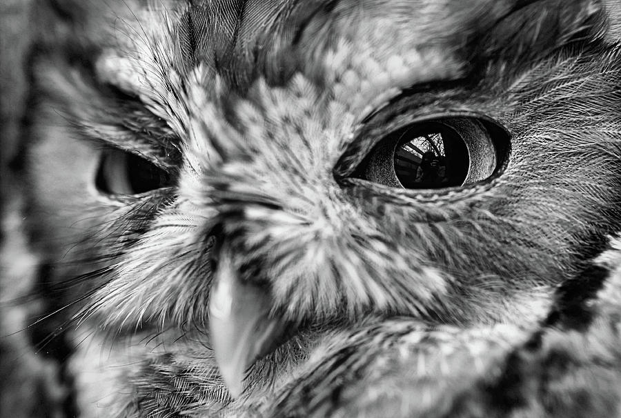 An Eye on You Screech Owl Black and White Photograph by JC Findley