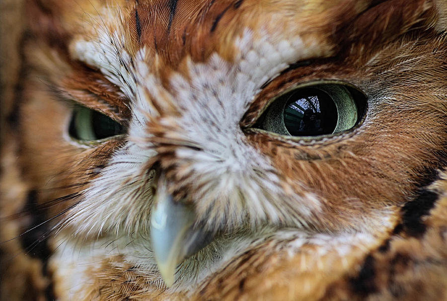 An Eye on You Screech Owl Photograph by Kyle Findley