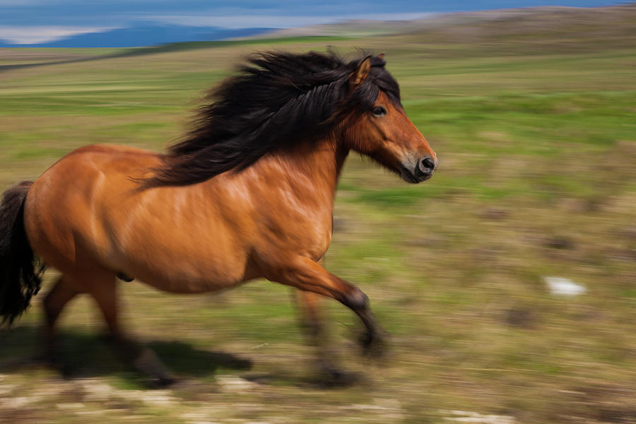 An Icelandic Horse Galloping In Open Photograph by Mint Images - Art Wolfe