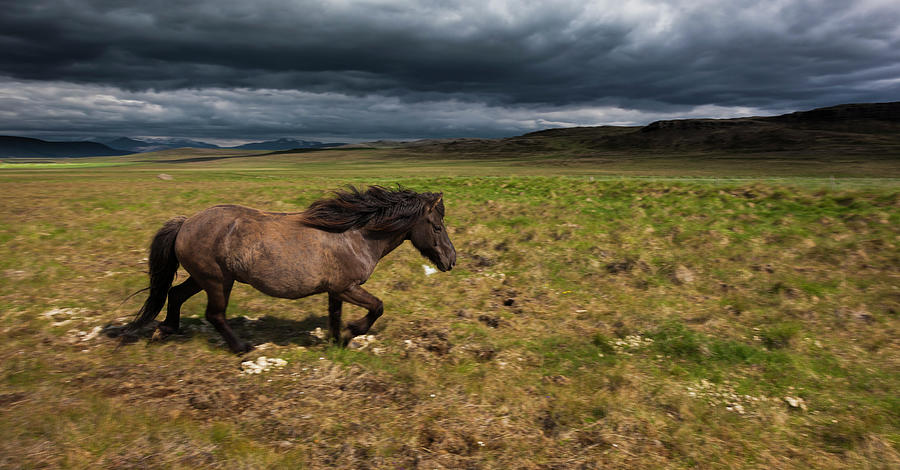 An Icelandic Horse On Grassland Photograph by Mint Images - Art Wolfe