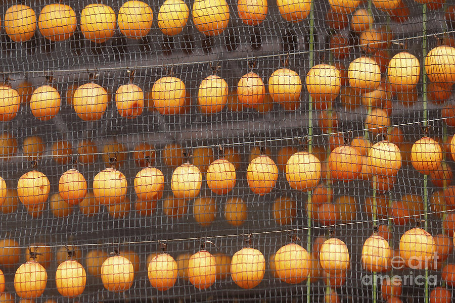Image Photograph - An Image Of Dried Persimmon by Kpg payless