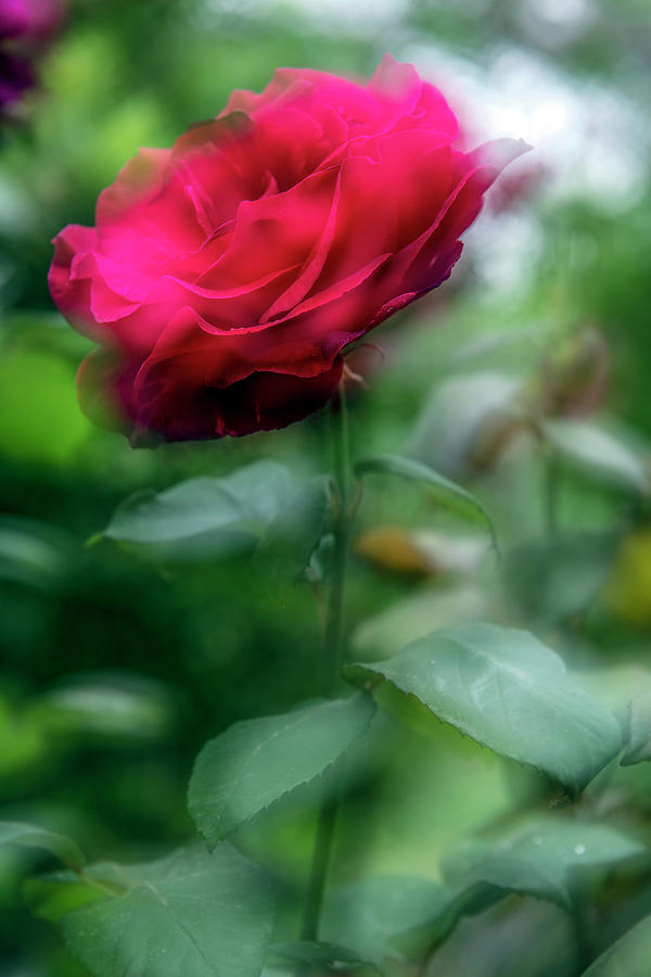 an Impression of a Caesar Rose Photograph