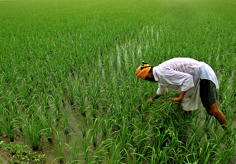 An Indian Farmer Inspects His Paddy Photograph by Munish Sharma - Fine ...