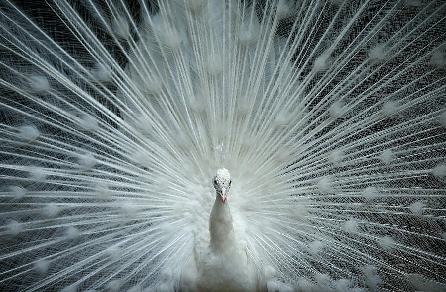 An Indian Peafowl Spreads Its Tail Photograph by David Mdzinarishvili ...