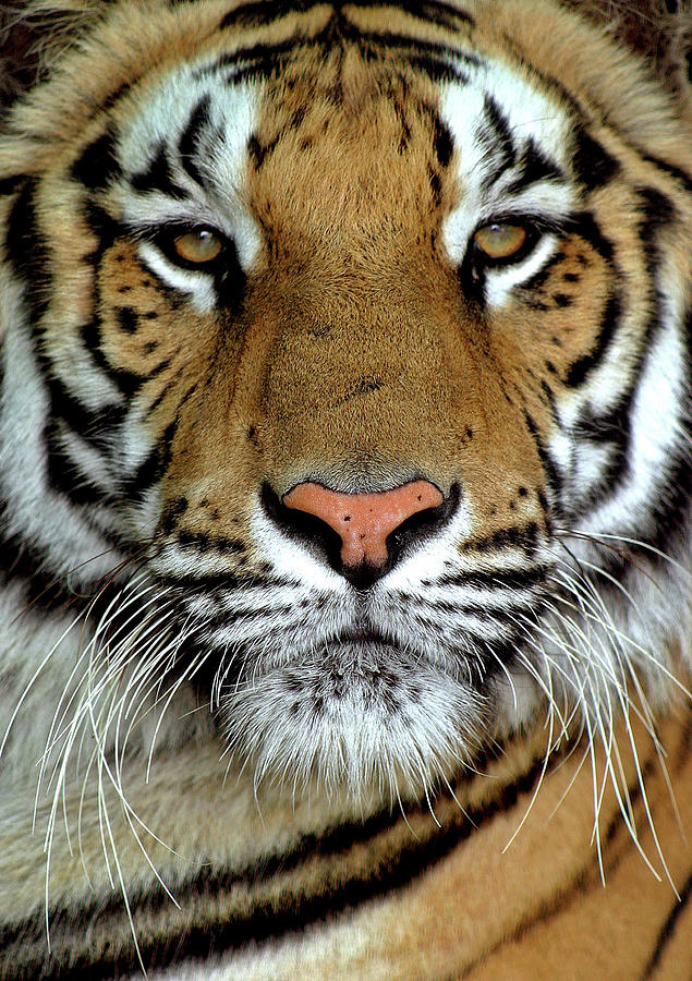 An Indian Royal Bengal Tiger Looks Photograph by Rupak De Chowdhuri ...