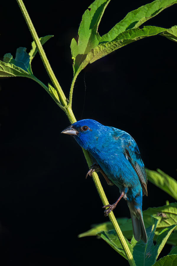 Nature Photograph - An Indigo Bunting by Mike He