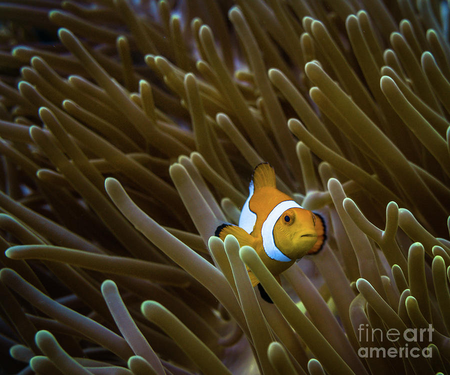 An Indonesian Nemo 1 Photograph