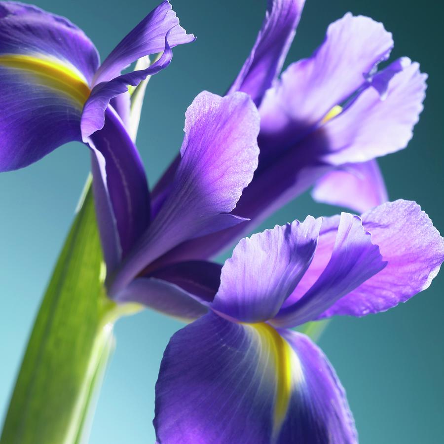 An Iris Flower Photograph by Brigitte Wegner - Fine Art America