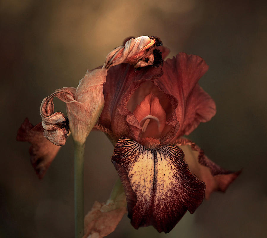 An Iris In Spring Photograph by Robin Wechsler