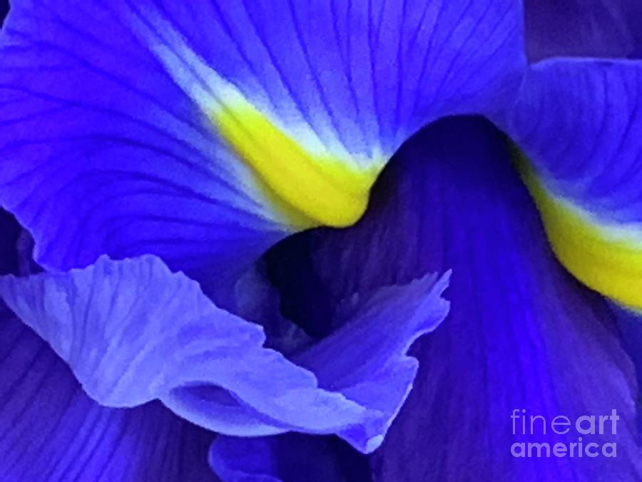 An Iris Never Blinks Photograph by Tiesa Wesen