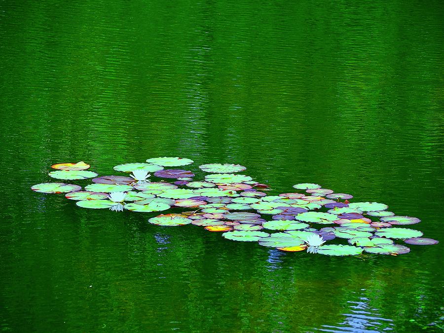 Island Of Lily Pads Photograph by Alida M Haslett