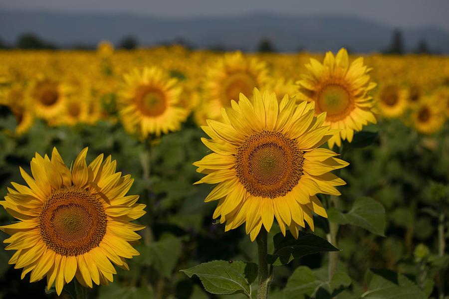 An ocean of sunflowers Photograph by Lynn Hopwood