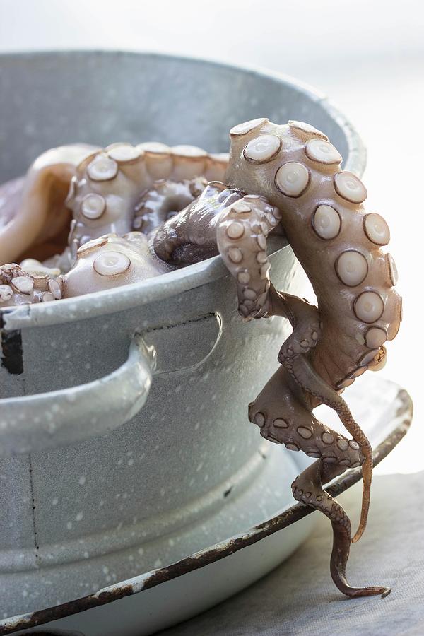 An Octopus Dripping Photograph by Charlotte Von Elm