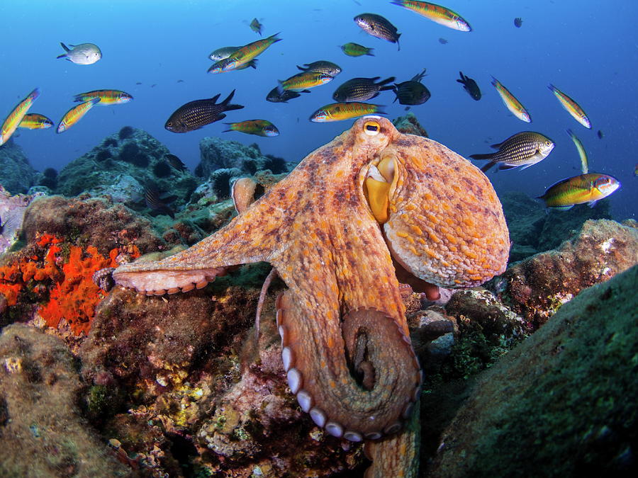 An Octopus Looking For Some Meal In The Mediterranean Sea Photograph by Cavan Images An Octopus Looking For Some Meal In The Mediterranean Sea Photograph by Cavan Images