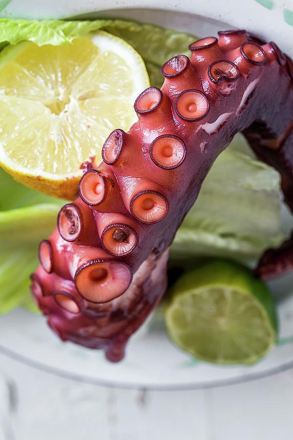 An Octopus Tentacle close-up Photograph by Eduardo Lopez Coronado