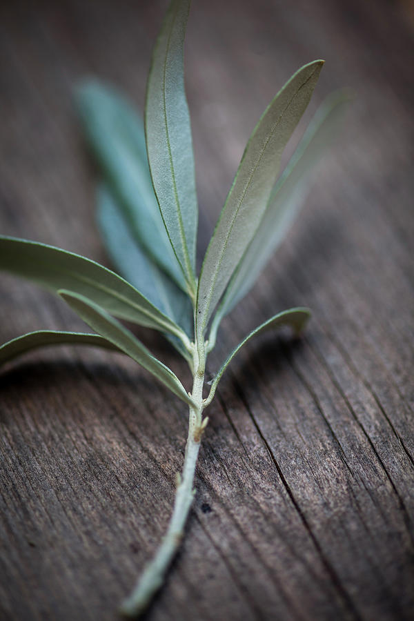 An Olive Sprig On A Wooden Surface Photograph by Eising Studio