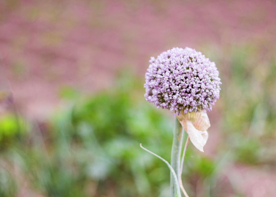 An Onion Flower close-up Photograph by Vernica Orti