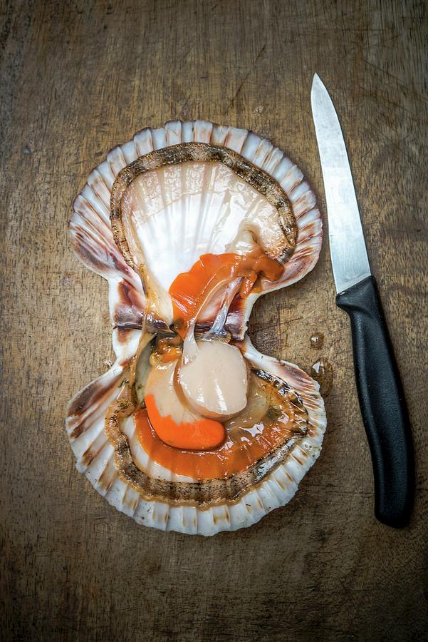 An Open Jacobs Mussel With A Knife Photograph by Nitin Kapoor