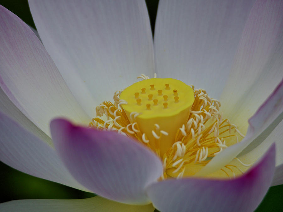 An Open Lotus Blossom Photograph by L Bosco