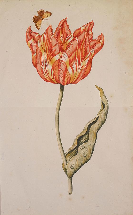 An Orange And Yellow Tulip With A Butterfly Painting by Dutch School An Orange And Yellow Tulip With A Butterfly Painting by Dutch School