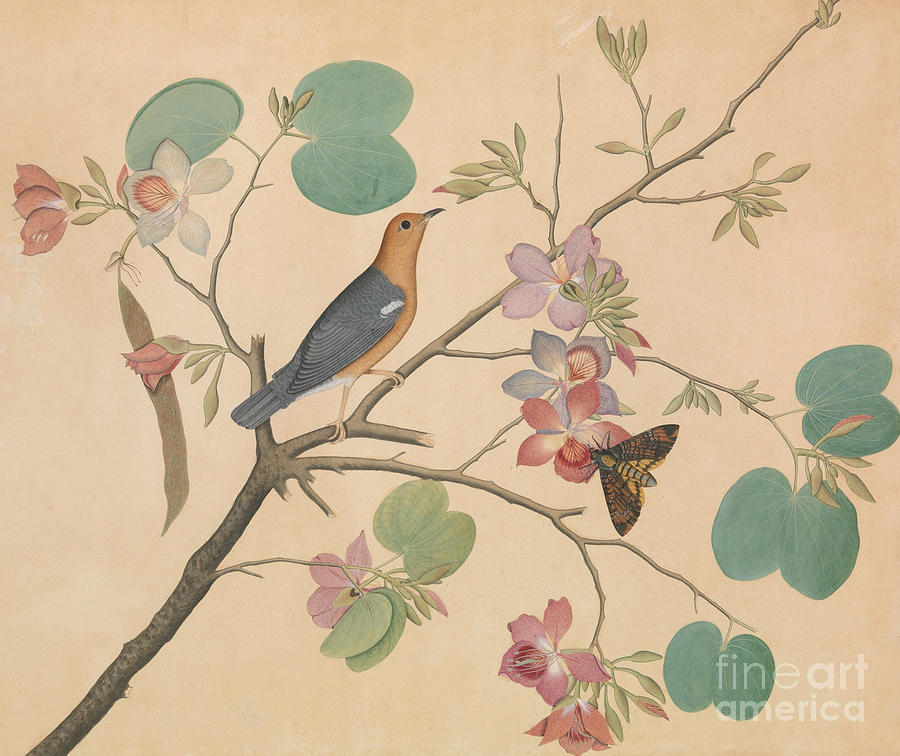 An Orange Headed Ground Thrush and a Deaths Head Moth on a Purple Ebony Orchid Branch, 1788 Painting by Sheikh Zainuddin