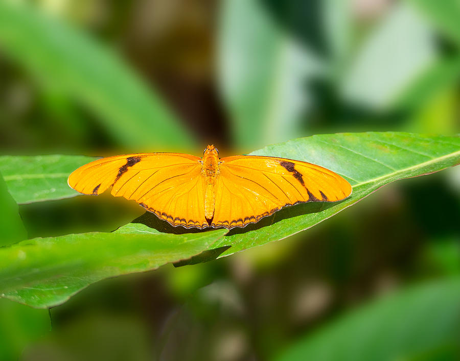 An Orange Julia Butterfly Photograph by L Bosco