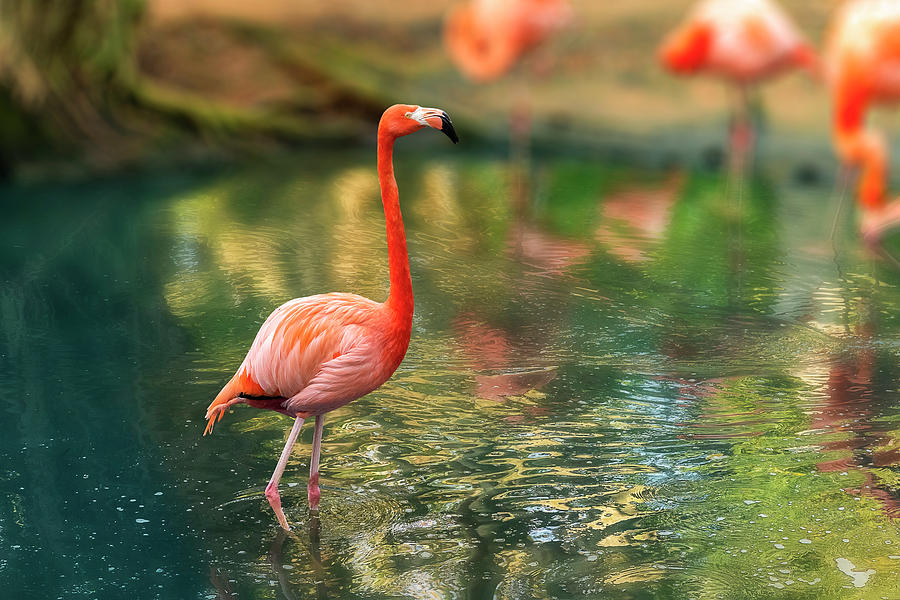 An orange-pink flamingo stands alone in a reflecting pond. by Manny DaCunha An orange-pink flamingo stands alone in a reflecting pond. by Manny DaCunha