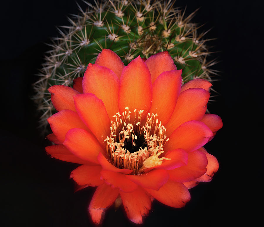 An Orange Torch Flower Photograph by Saija Lehtonen