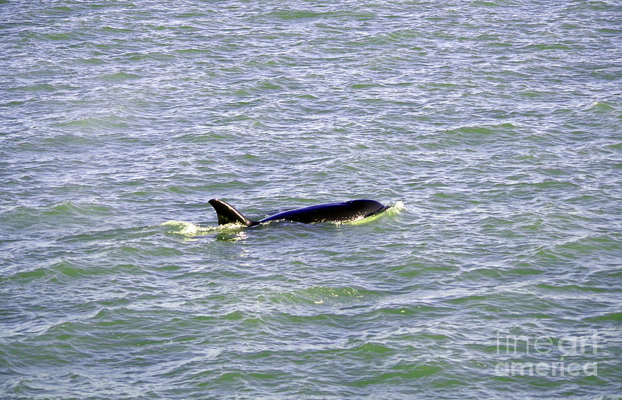 An Orca On The Move Photograph