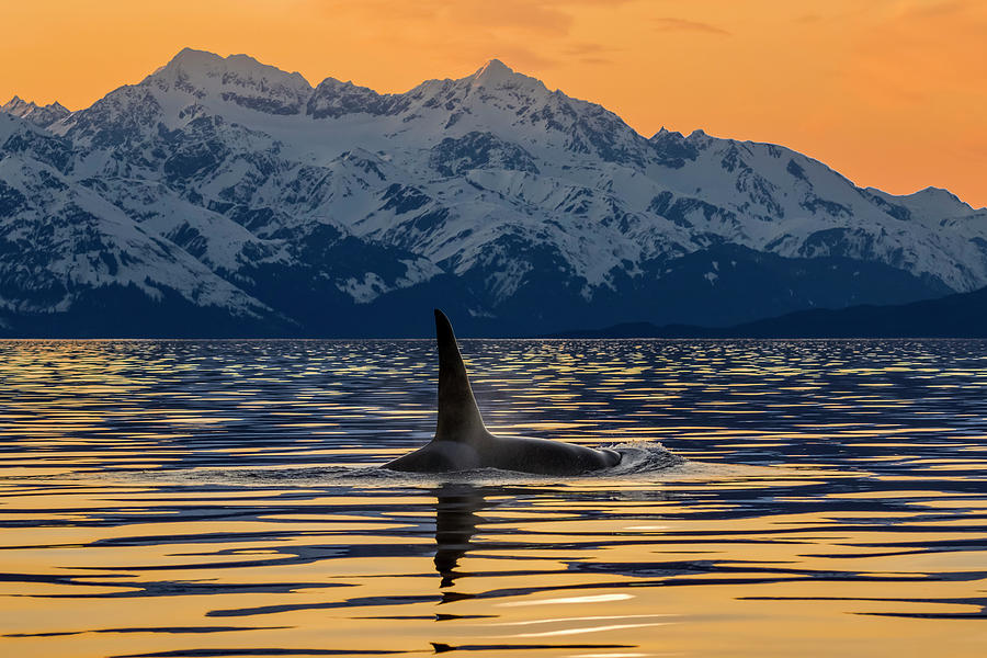 An Orca  Orcinus Orca , Also Known Photograph by John Hyde