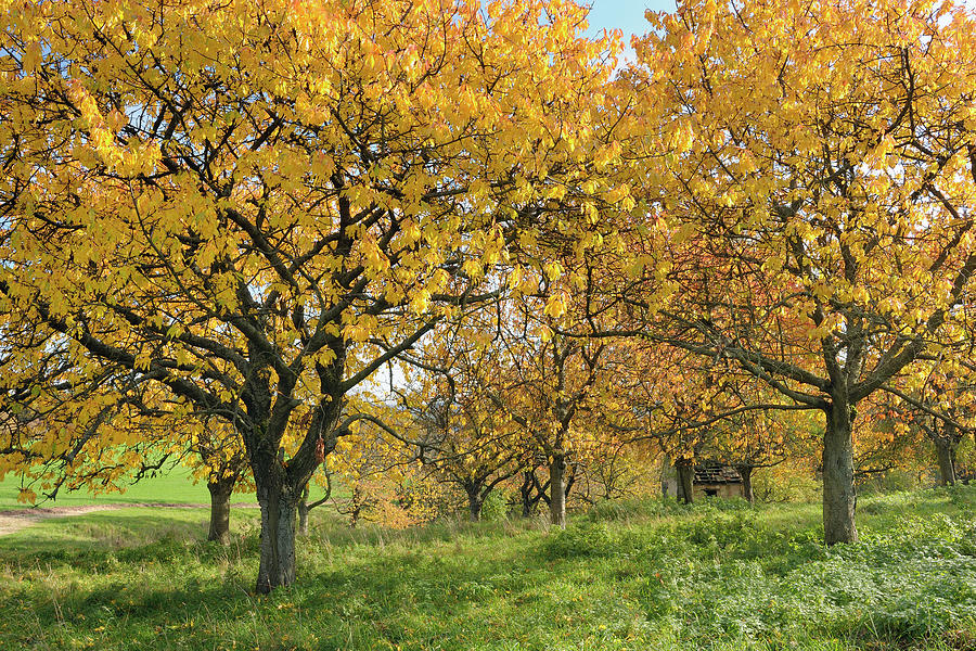 An Orchard Of Cherry Trees In Autumn Photograph by Cornelia Doerr