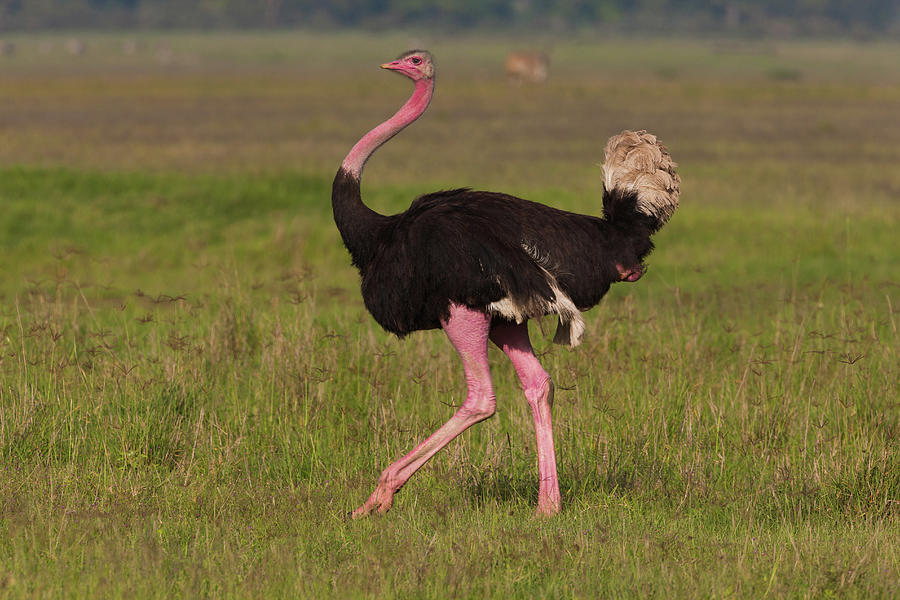 An Ostrich In The Ngorongoro Photograph by Mint Images - Art Wolfe
