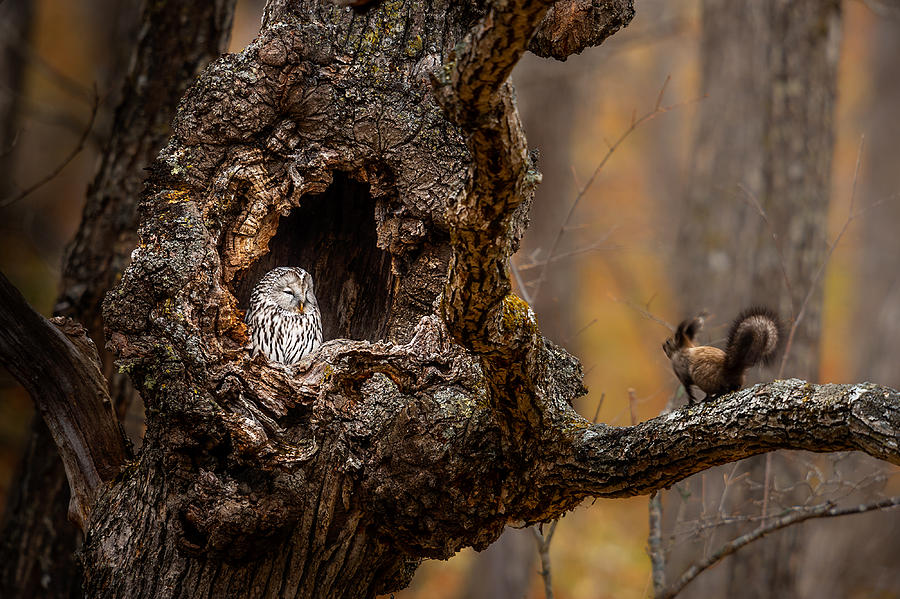 Owl Photograph - An Owl & A Squirrel by Hung Tsui