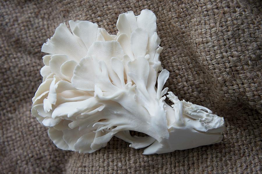 An Oyster Mushroom On Jute Photograph by Martina Schindler
