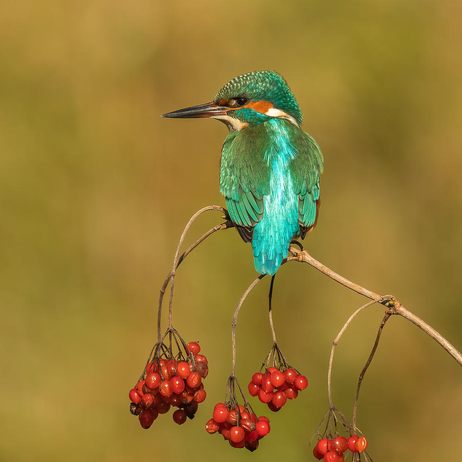Kingfisher Photograph - An Unusual Place by Annie Keizer