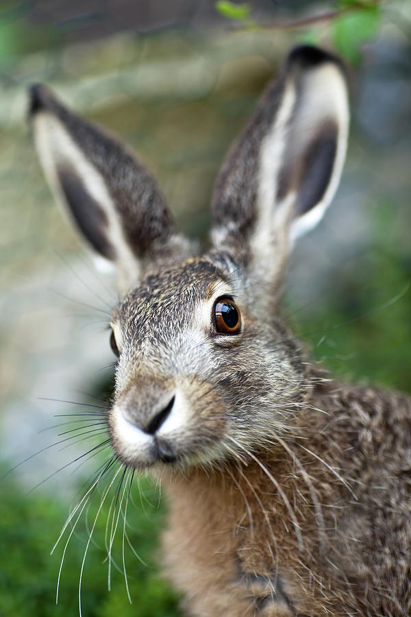 An Up Close Image Of A Brown Baby Hare Photograph by Kerkla