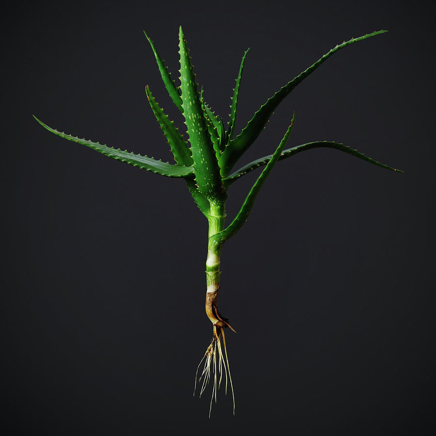 An Uprooted Aloe Photograph by David Malan