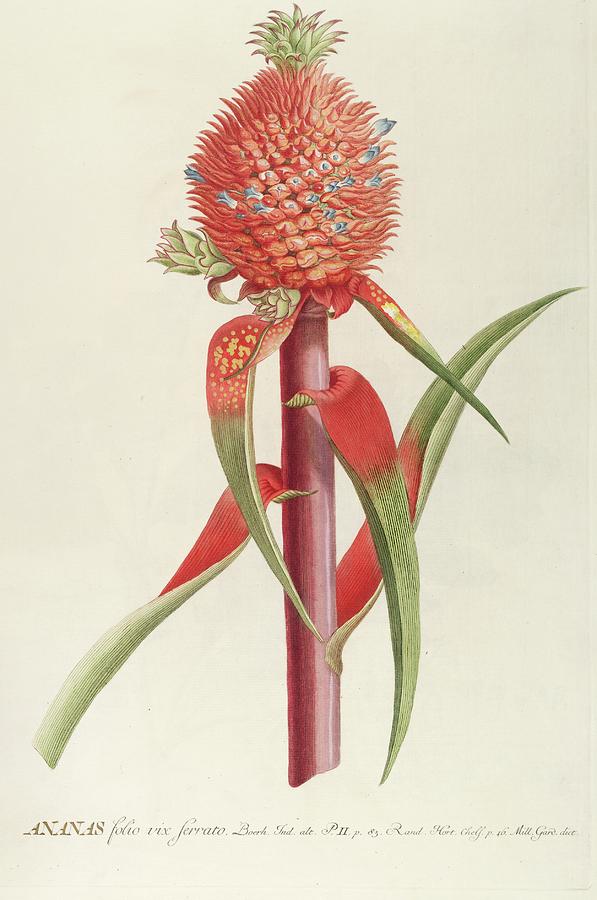 Ananas II Painting by Georg Dionysius Ehret Ananas II Painting by Georg Dionysius Ehret