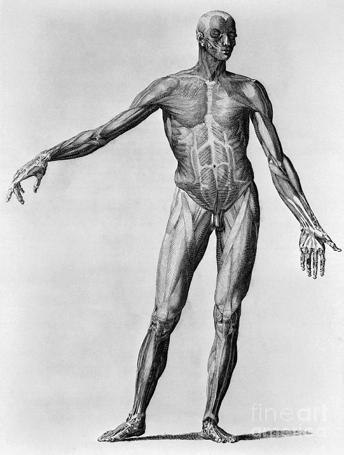 Anatomical Engraving Of A Man Photograph by Bettmann