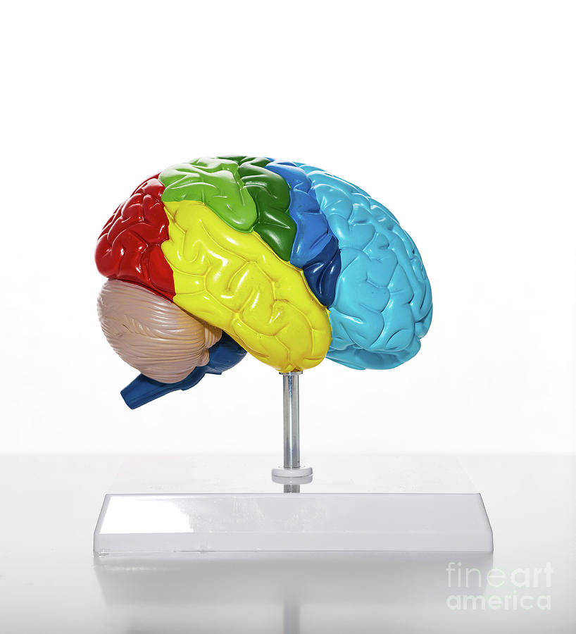 Anatomical Model Of The Human Brain Photograph by Peakstock / Science ...