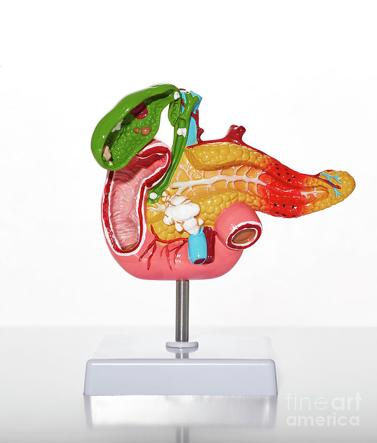 Anatomical Model Of The Human Pancreas And Gallbladder Photograph by Peakstock / Science Photo Library