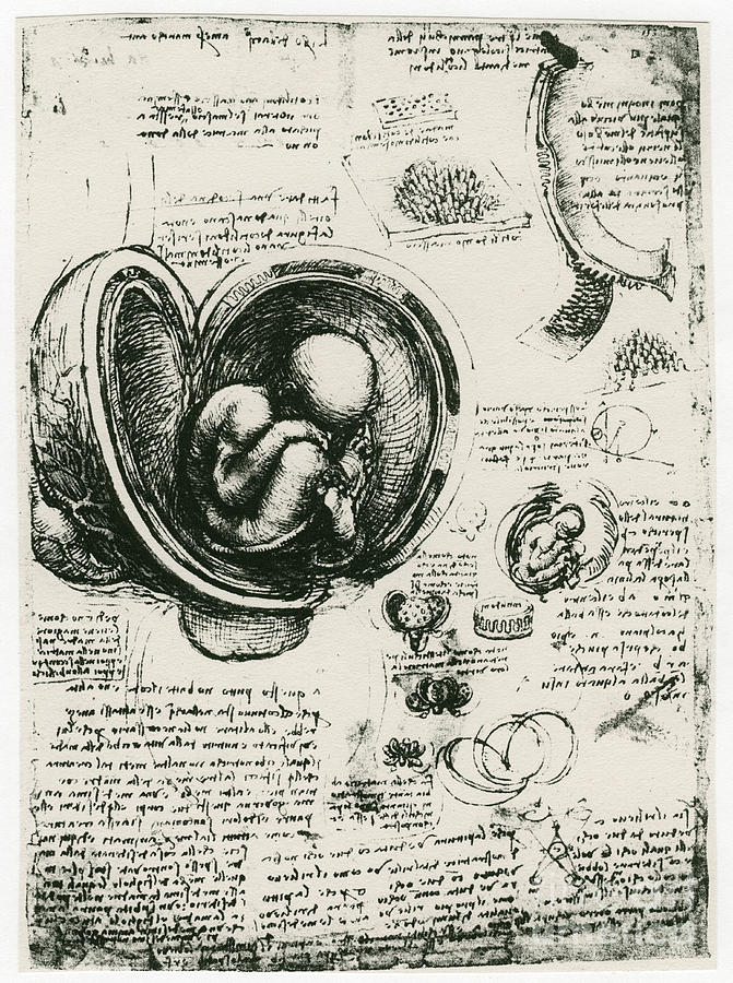 Anatomical Sketch Of A Human Foetus Drawing by Print Collector
